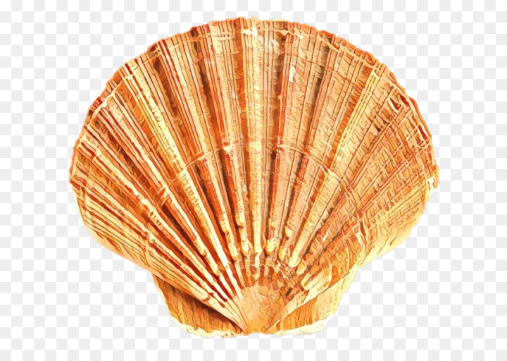 Free: Cockle, Seashell, Mollusc Shell, Shell, Scallop PNG 