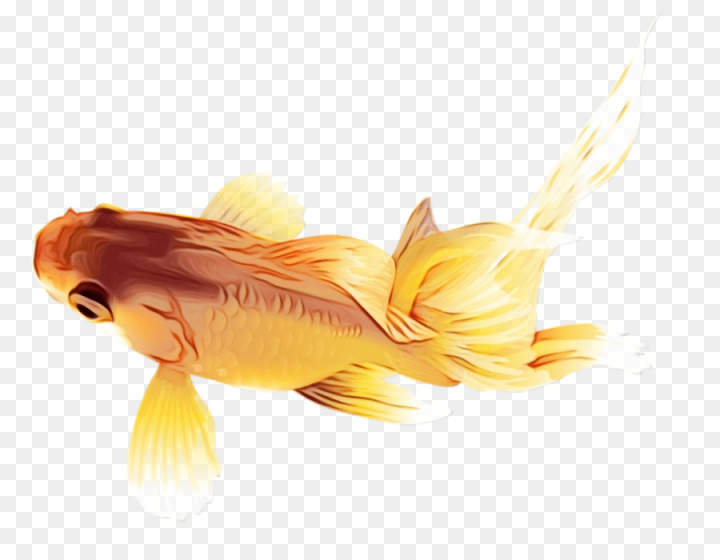 watercolor,paint,wet ink,fish,goldfish,yellow,fin,tail,feeder fish,koi,bonyfish,png