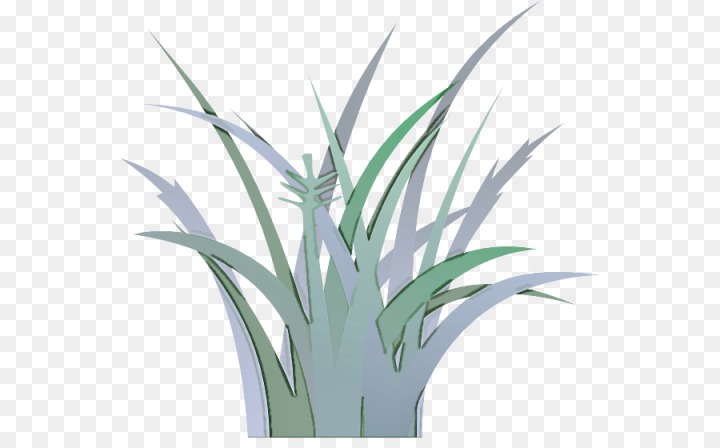 plant,grass,houseplant,leaf,flower,grass family,yucca,terrestrial plant,flowering plant,png