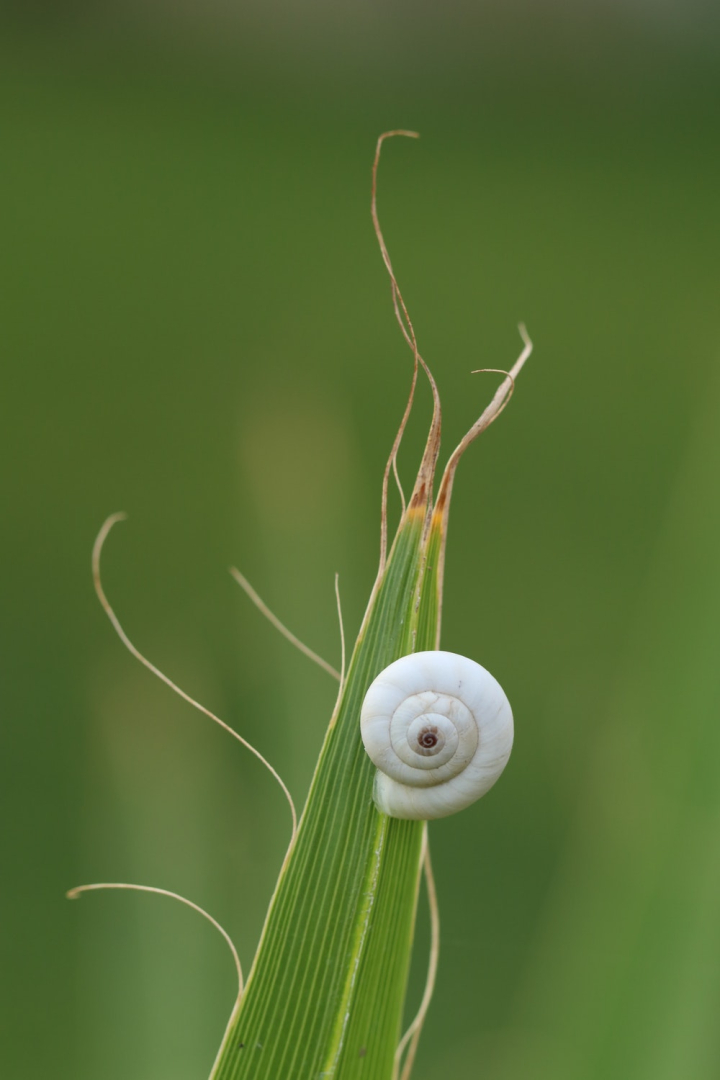 depth of field,grass,invertebrate,leaf,macro,macro photography,mollusc,snail shell,white