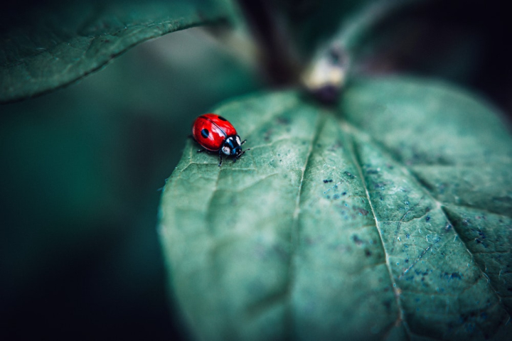 beetle,green leaf,insect,ladybird,ladybug,little,selective focus