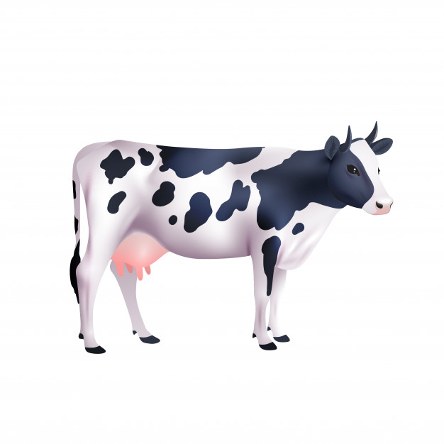 holstein,mammal,grazing,spotted,domestic,calf,livestock,single,standing,looking,cattle,realistic,dairy,symbol,illustration,drawing,cow,white,animals,3d,milk,black,color,art,cute,farm,cartoon,green,icon,background