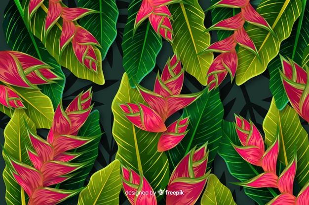 exotic flower,blooming,vegetation,exotic,bloom,petals,tropical flower,beautiful,blossom,natural,plant,tropical,colorful,color,leaves,spring,nature,leaf,flowers,floral,flower,background