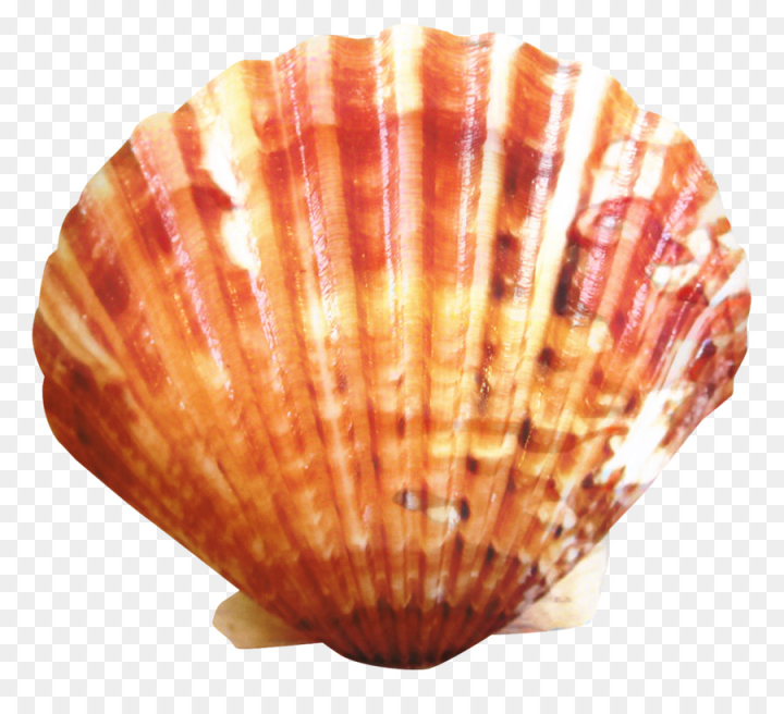 cockle,clam,seashell,desktop wallpaper,oyster,scallops,shell transparent,mollusc shell,shellfish,shell,scallop,bivalve,molluscs,invertebrate,seafood,natural material,food,png
