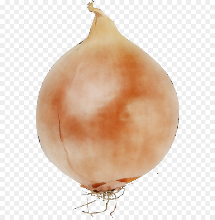 watercolor,paint,wet ink,onion,vegetable,yellow onion,food,shallot,allium,plant,png