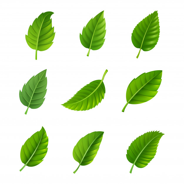 Free Vector  Different shapes of leaves