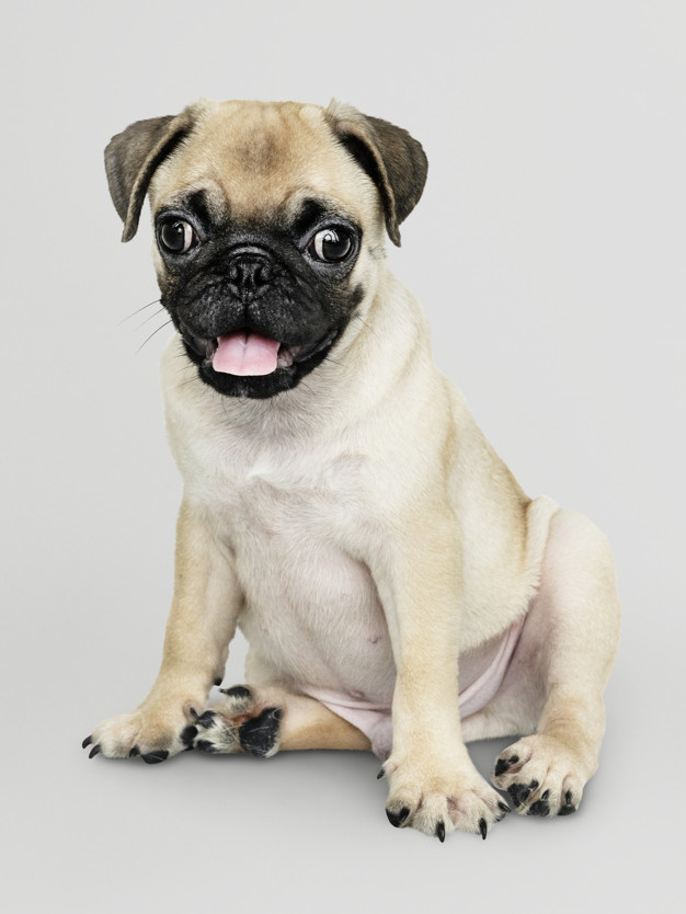 mouth open,sticking out,purebred,pooch,full length,sticking,adorable,canine,pedigree,pup,breed,length,solo,domestic,little,small,full,best friend,looking,smiling,alone,beige,tongue,leg,pug,puppy,portrait,sitting,expression,happiness,hanging,background white,cute animals,best,paw,young,friend,cute background,studio,psd,gray background,open,gray,mouth,eyes,pet,white,happy,white background,cute,animal,dog,background