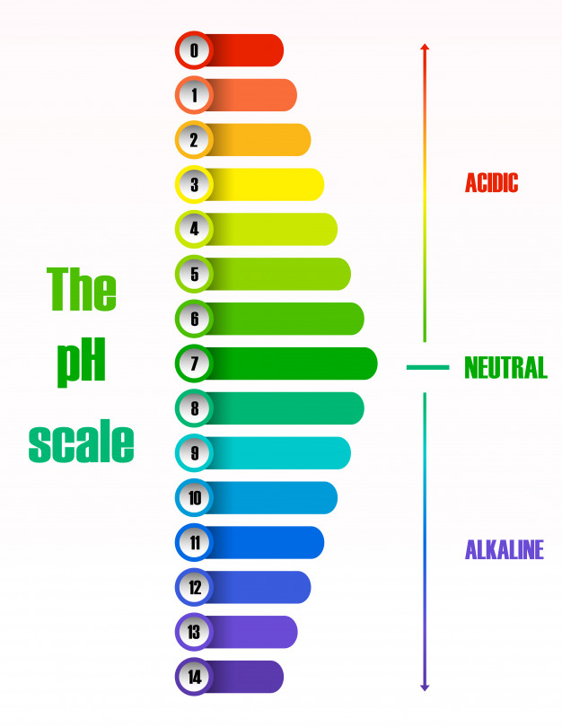 IV. pH and Enzyme Activity 1. Describe the pH scale. | Chegg.com