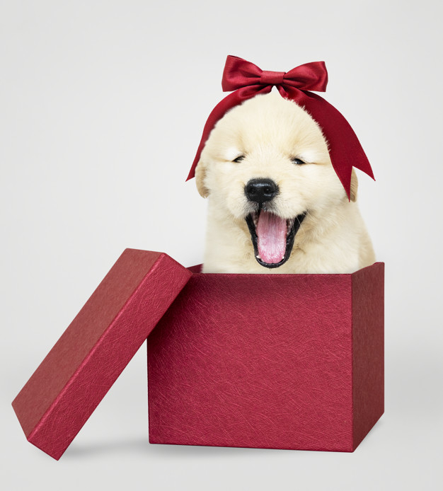 mouth open,sticking out,pooch,sticking,adorable,canine,pedigree,pup,breed,red box,retriever,yawn,posing,fluffy,little,golden retriever,cheerful,inside,small,best friend,smiling,fur,tongue,greetings,leg,christmas bow,christmas red,puppy,red christmas,portrait,sitting,seasons,happiness,christmas box,celebration background,best,young,valentines,surprise,friend,studio,psd,gray background,open,gray,celebrate,fun,seasons greetings,golden background,mouth,christmas gift,pet,present,golden,white,bow,happy,celebration,cute,gift box,red background,red,animal,box,dog,gift,love,christmas background,christmas,background