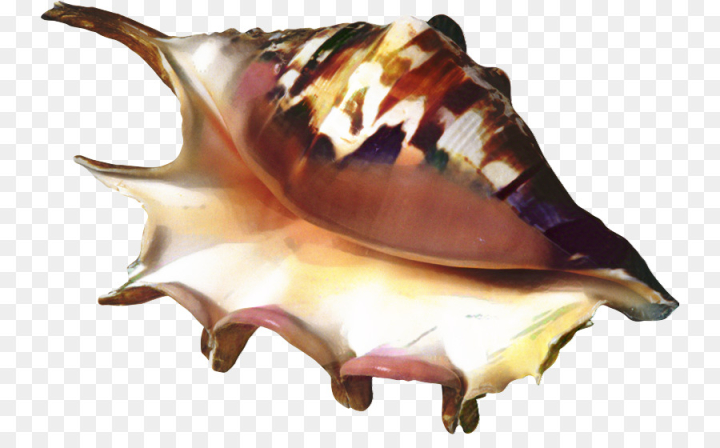 trumpet,seashell,conch,sea snail,snail,sea,fish,shankha,shell,wind instrument,musical instrument,png