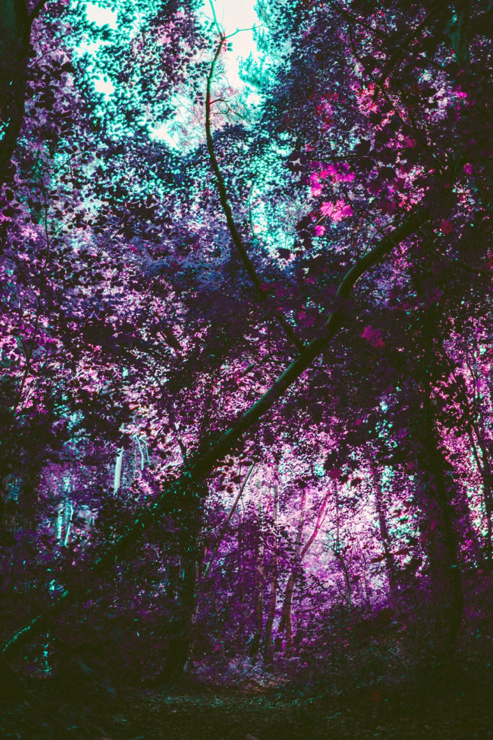 color,effect,forest,leaves,lomo,lomography,low angle shot,nature,purple,retro,trees