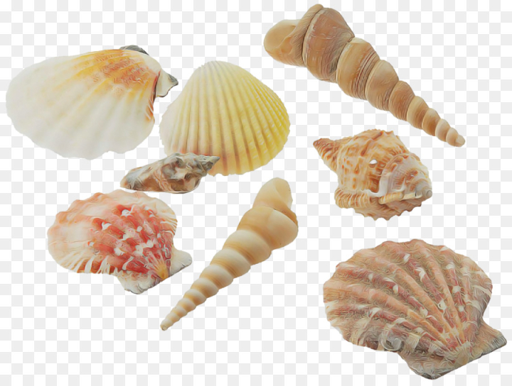 shell,conchiglie,bivalve,conch,food,cockle,cuisine,dish,scallop,png