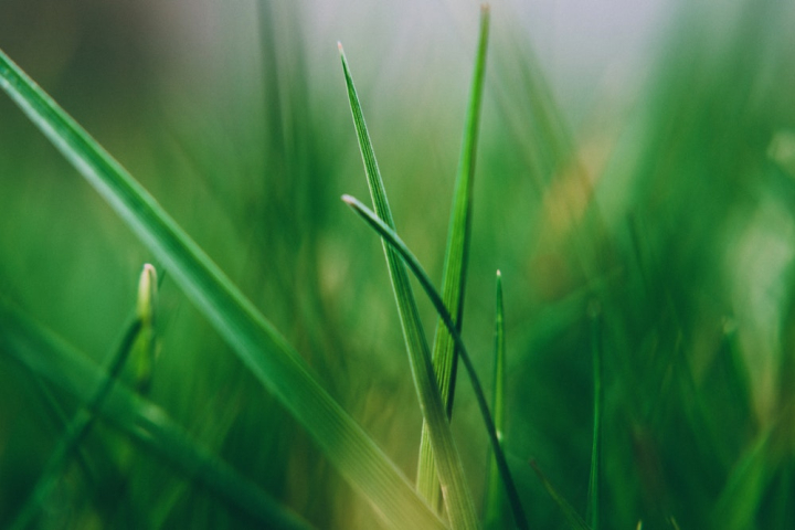 blurred background,bright,close-up,ecology,environment,fresh,freshness,grass,green,growth,nature