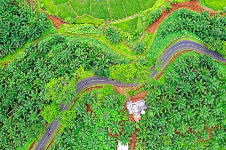 aerial shot,bird&#39;s eye view,cropland,drone shot,environment,farm,farmland,field,from above,indonesia