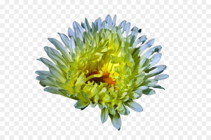 flower,china aster,plant,flowering plant,yellow,petal,aster,cut flowers,daisy family,png