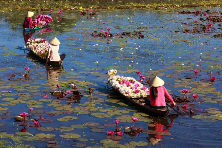 boats,lake,lotus flowers,paddling,river,water,watercrafts,women