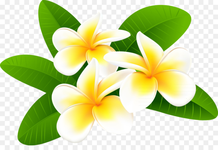 Draw Frangipani Vector Images over 1400