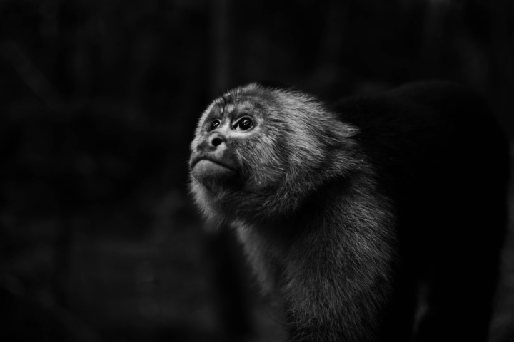 Free: Monochrome Photo of Monkey Looking Upwards - nohat.cc