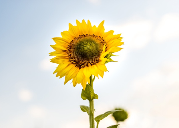 no people,blossoming,closeup,flowering,blooming,sunbeam,plantation,single,outdoors,crop,cloudy,meadow,sunlight,countryside,petal,farming,grow,heaven,season,day,beautiful,seed,blossom,field,growth,sunflower,agriculture,natural,organic,plant,golden,landscape,sky,sun,nature,leaf,summer,people,flower,background