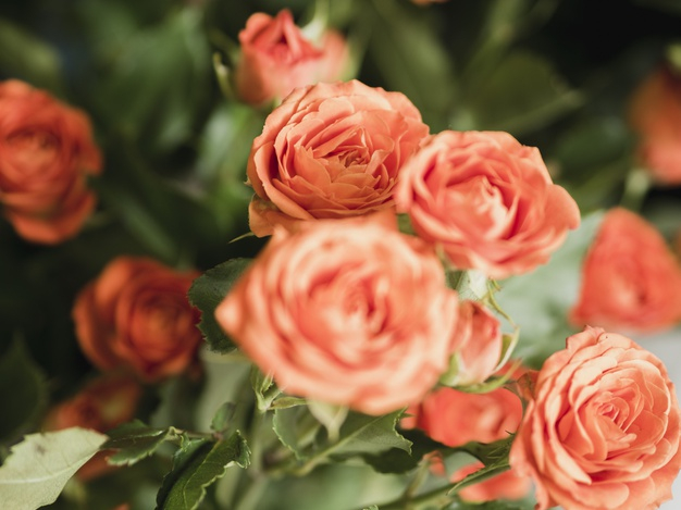 botany,defocused,delicate,bloom,horizontal,petals,lovely,beautiful,blossom,bouquet,romantic,decoration,roses,spring,nature,flowers,floral