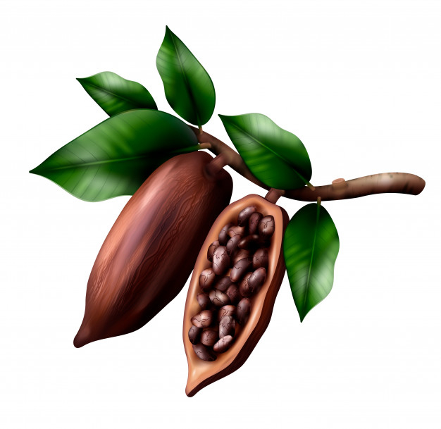 ripe,pod,whole,botany,ingredient,detail,exotic,bundle,hang,cacao,realistic,set,cocoa,collection,bean,nut,cut,gourmet,flora,seed,botanical,fresh,dark,branch,healthy,product,agriculture,sweet,natural,jungle,organic,plant,chocolate,forest,fruit,nature,leaf,tree,food