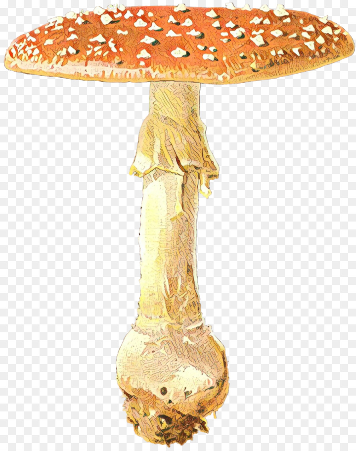edible mushroom,medicinal fungi,mushroom,medicine,medicinal mushroom,agaric,agaricomycetes,penny bun,fungus,agaricaceae,bolete,agaricus,table,champignon mushroom,png
