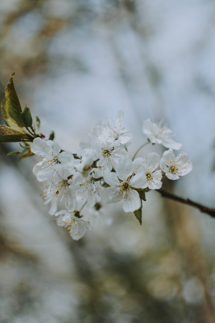 beautiful,blooming,blossom,blur,branch,bright,bud,cherry,cherry blossoms,close-up,delicate,flowers,petals,springtime