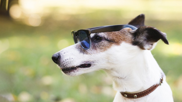 should my dog wear sunglasses