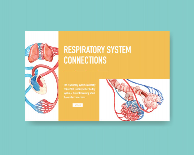 pulmonary,respiration,respiratory,internal,physiology,breathe,illness,disease,breath,organ,chest,lung,anatomy,system,biology,healthcare,care,online,cancer,information,body,drawing,medicine,shape,human,internet,hospital,science,health,medical,template,watercolor