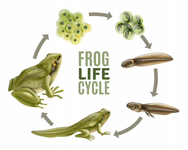 froglet,hatched,tadpole,infochart,fertilization,amphibian,reproduction,embryo,zoology,toad,aquatic,creature,floating,mass,composition,tail,living,pond,adult,realistic,set,jelly,leg,wild,biology,underwater,young,frog,cycle,development,life,swimming,growth,ecology,environment,process,stage,animal,nature,education,circle,water,school