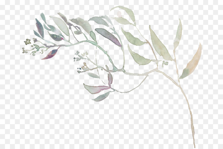 white,leaf,plant,flower,drawing,line art,herbaceous plant,png