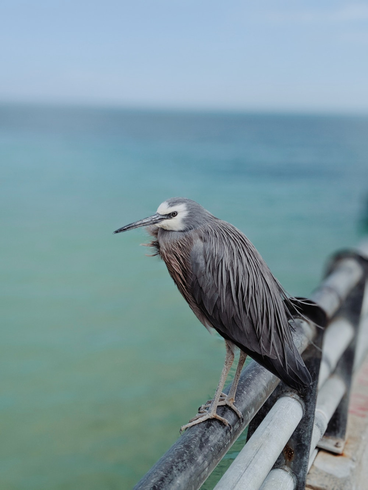 animal,avian,bird,grey,metal railing,ocean,ornithology,perched bird,sea,selective focus,water