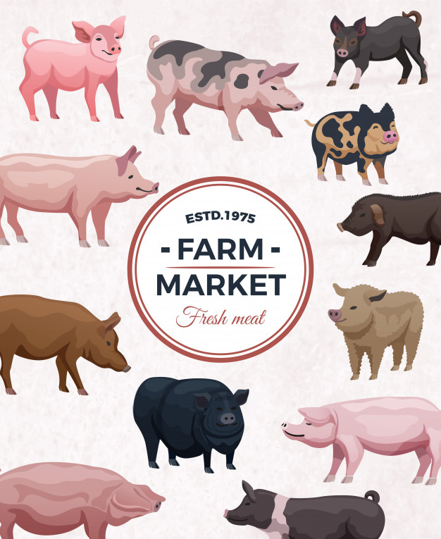 snout,mammal,stained,swine,sow,various,piglet,creature,domestic,livestock,boar,tail,piggy,rural,pork,meal,ad,fresh,young,nutrition,village,product,agriculture,round,market,meat,pig,store,pet,flat,advertising,shop,farm,home,animal,light,food,frame