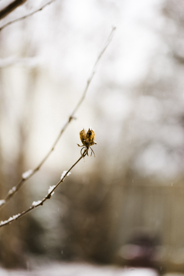 blur,branch,canada,cold,color,dry flower,focus,freezing,frost,frozen,garden,light,nature,outdoors,season,snow,tree,weather,wildlife,winter,wood