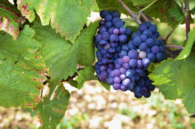 Garanoir Red Wine Grapevine  Cloud Mountain Farm Center & Nursery