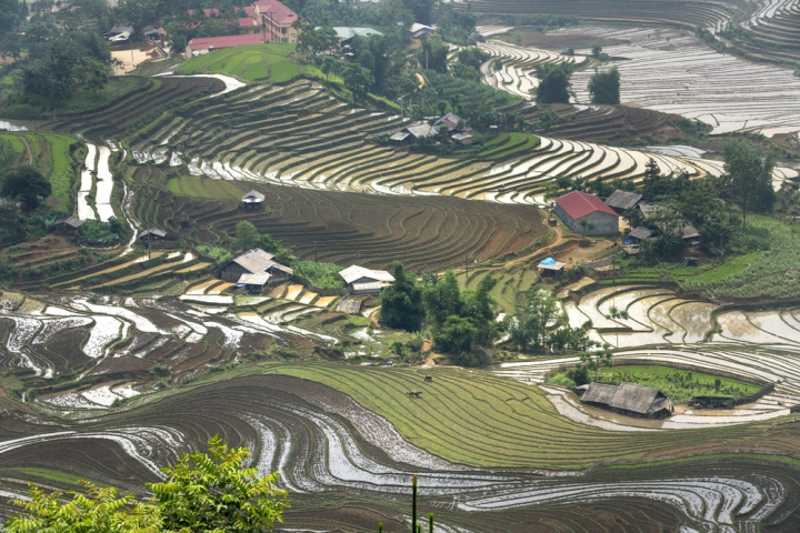 aerial shot,agriculture,bird&#39;s eye view,cropland,farm,field,from above,rice terraces