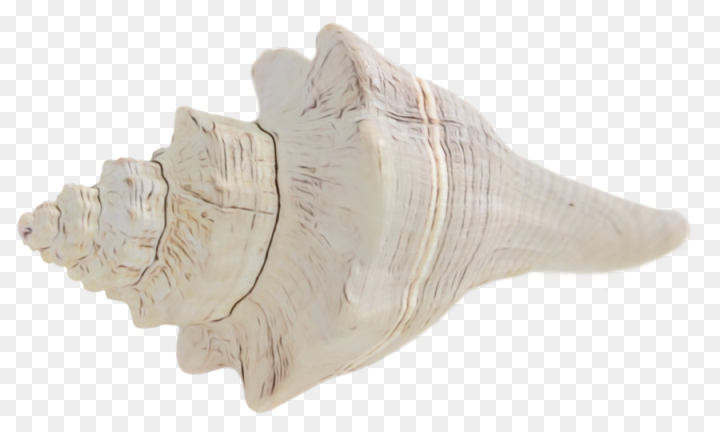 trumpet,seashell,shankha,conch,png