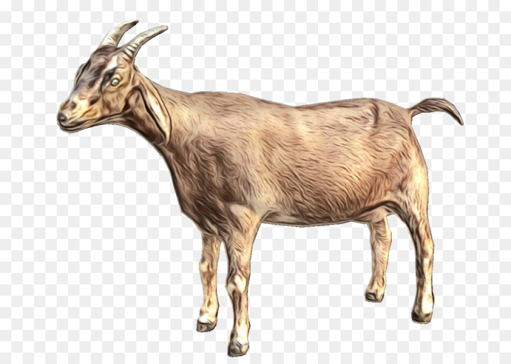 goat,desktop wallpaper,computer icons,download,web design,goats,goatantelope,feral goat,cowgoat family,livestock,horn,wildlife,brass,metal,png
