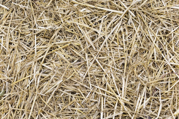 Golden Yellow Hay Straw As Textured Background Stock Photo