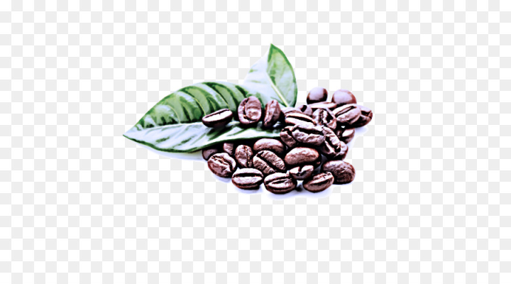 cocoa bean,jamaican blue mountain coffee,bean,caffeine,food,java coffee,plant,superfood,png
