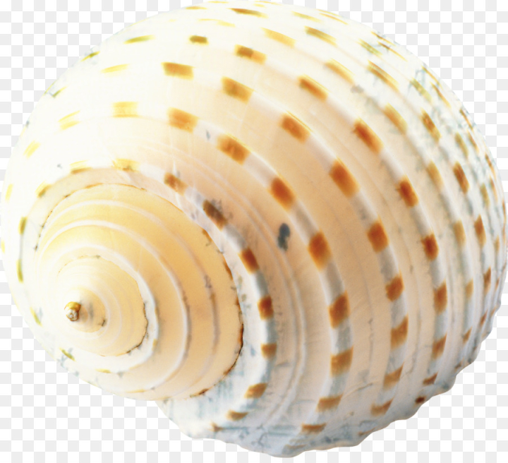 seashell,conch,desktop wallpaper, encapsulated postscript,download,snail,mollusc shell,shell,sea snail,bivalve,png