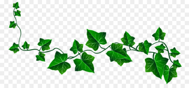 Free: Vine, Common Ivy, Drawing, Leaf, Ivy PNG - nohat.cc