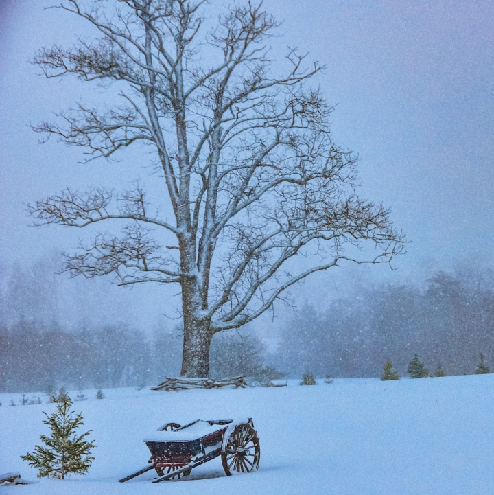 cart,cold,countryside,daylight,freezing,frost,frosty,frozen,ice,landscape,nature,painting,park,scenic,season,snow,snow-white,snowstorm,tree,wallpaper,weather,winter,winter landscape,wood