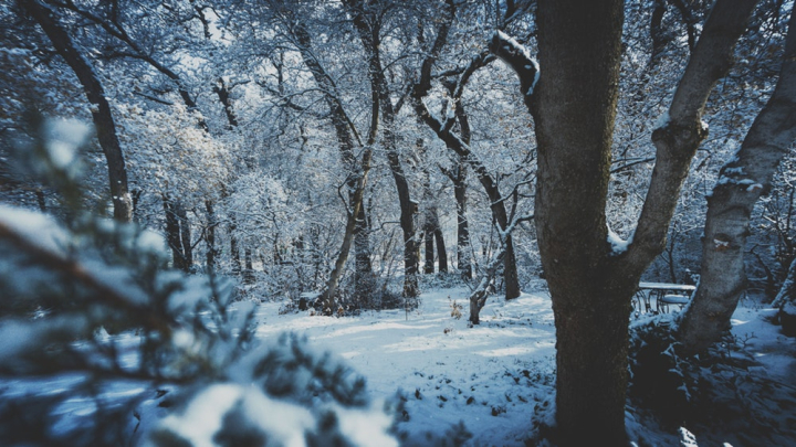 branches,cold,forest,frost,nature,scenic,season,snow,trees,weather,winter,woods