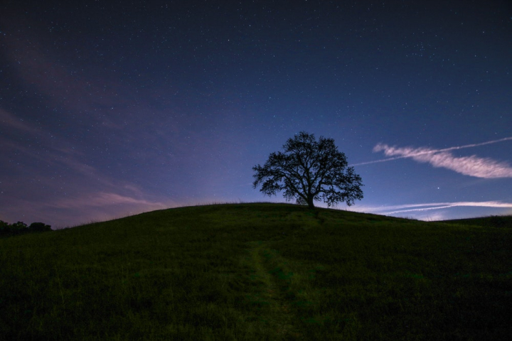 Download Peaceful View of a Tree in a Field Wallpaper