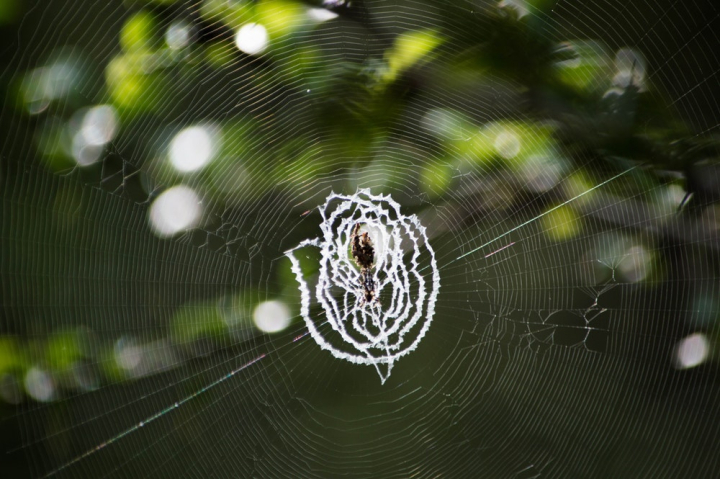 arachnid,cobweb,spider,spider web,spider&#39;s web,spiderweb,trap,web
