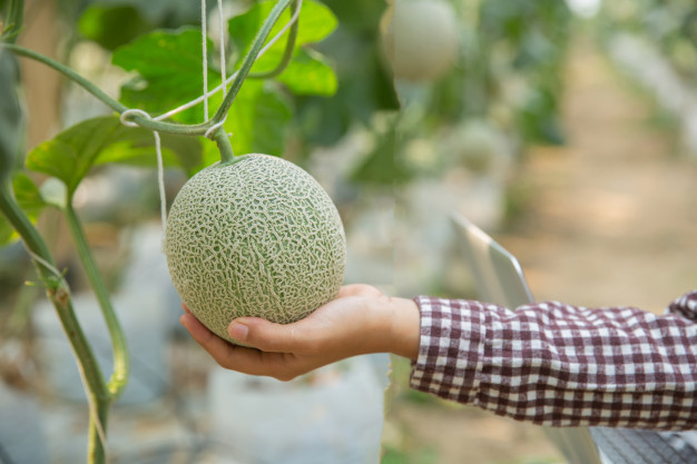agronomist,researchers,cantaloupe,botany,checking,researcher,hold,greenhouse,agricultural,adult,effects,melon,male,farming,lifestyle,portrait,beautiful,asian,young,female,lab,research,watermelon,healthy,farmer,agriculture,natural,organic,plant,person,women,garden,happy,smile,science,face,fruit,farm,girl,nature,man,green,woman,summer,hand,technology,water,people,business,food