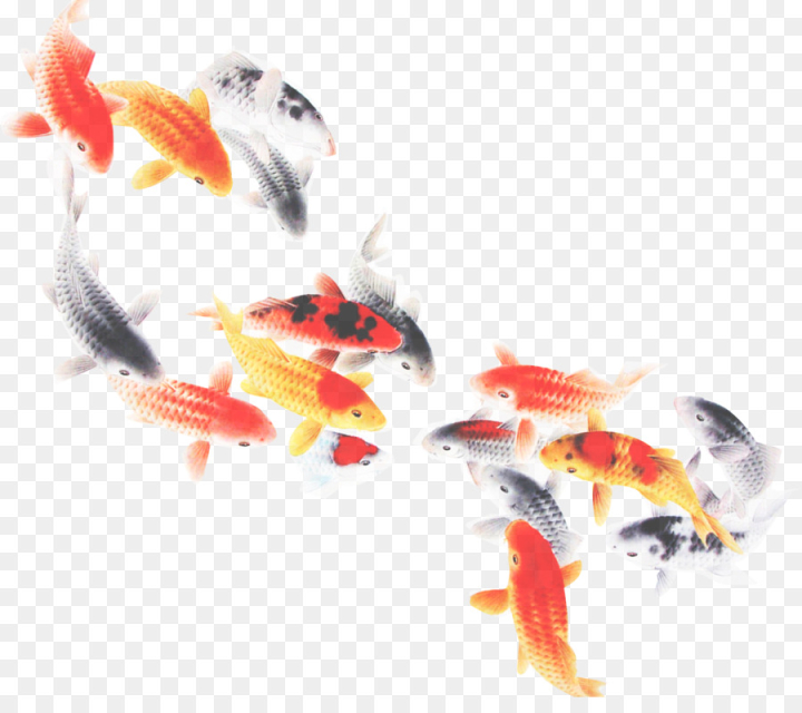 koi,feeder fish,fish,goldfish,tail,png