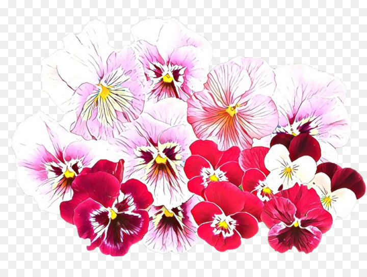 pansy,violet,purple,flower,common blue violet,african violets,sweet violet,irises,flowering plant,wild pansy,violaceae,plant,pink,petal,botany,violet family,wildflower,herbaceous plant,moth orchid,magenta,morning glory,orchid,geranium,viola,png