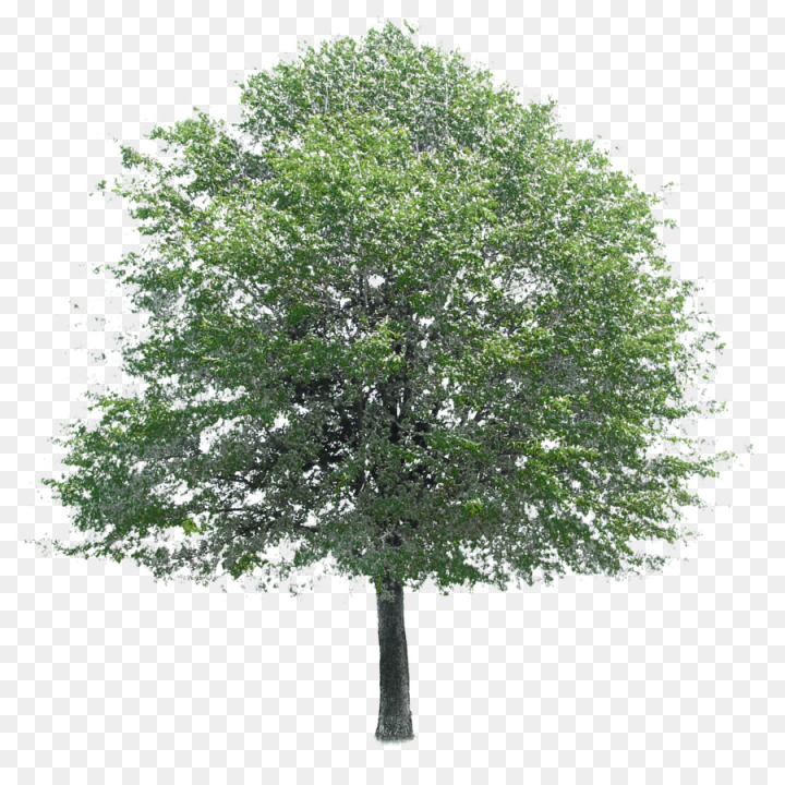 tree,plant,woody plant,plane,leaf,flower,flowering plant,canoe birch,oak,png